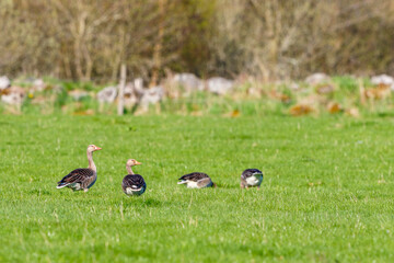 Watchful Greylag geese at a grass field