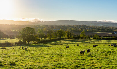 Fototapeta na wymiar Sheep on an Irish Farm at Sunrise