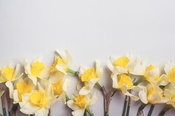 Bouquet of daffodil flowers on the gray background
