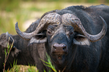 Fototapeta premium Cape buffalo or African buffalo (Syncerus caffer caffer). Mpumalanga. South Africa.
