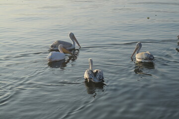 swans on the lake
