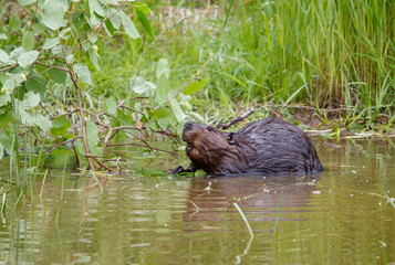American beavers in pond with branches