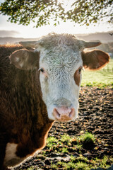 Cows at Sunrise on a Irish Farm