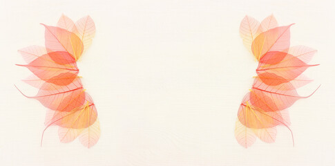 Colorful transparent and delicate skeleton leaves over wooden white background