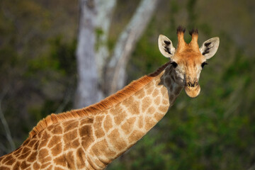 South African giraffe or Cape giraffe (Giraffa camelopardalis giraffa). Mpumalanga. South Africa.