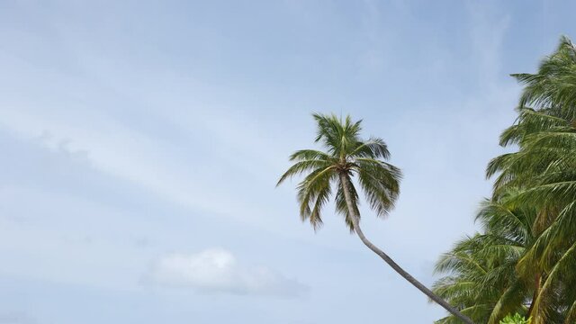Palm Trees on a blue sky background. Slow Motion, Looking Up on a sunny day