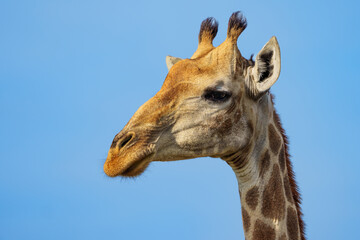 South African giraffe or Cape giraffe (Giraffa camelopardalis giraffa). Mpumalanga. South Africa.