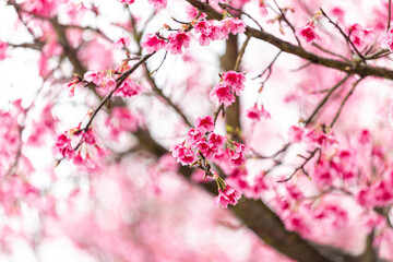 Fototapeta na wymiar Sakura blossom beautiful flowers at Doi Ang Khang , Chiang Mai Thailand Province, Sakura in Thailand