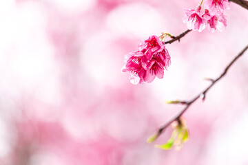 Fototapeta premium Sakura blossom beautiful flowers at Doi Ang Khang , Chiang Mai Thailand Province, Sakura in Thailand