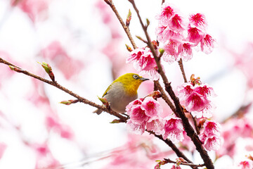 Little bird eats nectar on a cherry blossom tree,Sakura blossom beautiful flowers at Doi Ang Khang , Chiang Mai Thailand Province, Sakura in Thailand