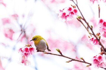 Little bird eats nectar on a cherry blossom tree,Sakura blossom beautiful flowers at Doi Ang Khang , Chiang Mai Thailand Province, Sakura in Thailand