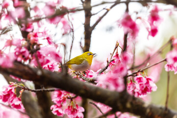 Little bird eats nectar on a cherry blossom tree,Sakura blossom beautiful flowers at Doi Ang Khang , Chiang Mai Thailand Province, Sakura in Thailand