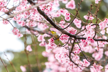 Fototapeta na wymiar Little bird eats nectar on a cherry blossom tree,Sakura blossom beautiful flowers at Doi Ang Khang , Chiang Mai Thailand Province, Sakura in Thailand