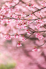 Sakura blossom beautiful flowers at Doi Ang Khang , Chiang Mai Thailand Province, Sakura in Thailand