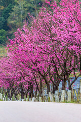 Pink cherry trees Sakura blossom beautiful flowers at Doi Ang Khang , Chiang Mai Thailand Province, Sakura in Thailand