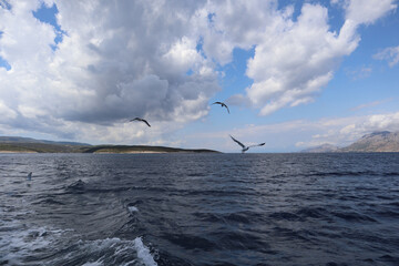 Seagulls over a stormy sea against a sky with cumulus clouds and mountains on the horizon on a sunny summer day, Croatia, Dalmatia.  Expressive sky with clouds