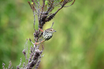 Karoo Prinia ready to fly 