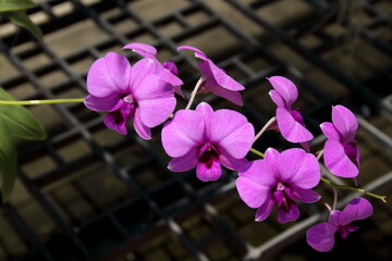 Bright magenta orchid flowers blooming on branch and blur background.