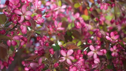 Beautiful springtime 4k stock video landscape. Close-up view footage of sunny branches of spring trees blooming with bright pink fresh young flowers and green leaves. Abstract pretty nature background