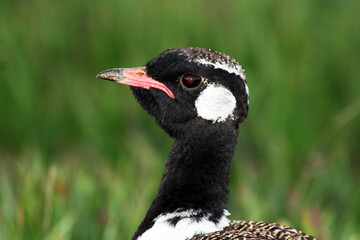Southern black headed Korhaan 