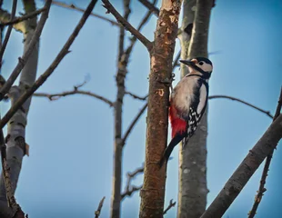 Foto auf Leinwand woodpecker on a tree © hugo