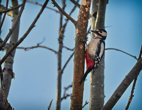 woodpecker on a tree