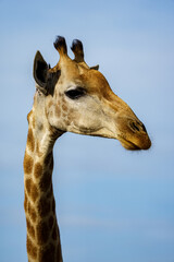 Fototapeta na wymiar South African giraffe or Cape giraffe (Giraffa camelopardalis giraffa). Mpumalanga. South Africa.
