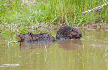 American beavers in pond with branches © Jen