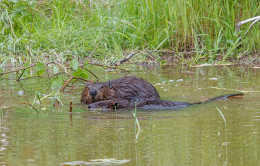 American beavers in pond with branches
