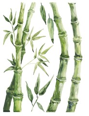 Fototapeta na wymiar Watercolor green bamboo on white background. Watercolour botanical set, hand drawn illustration.