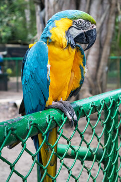 melgar guacamayo azul-amarillo 2021 