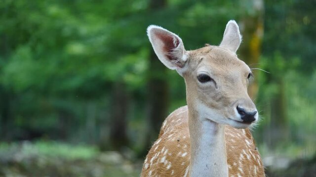 Single female fallow deer in natural environment. Deer Dama dama. Vision Park in Auberive region, France. Slow motion