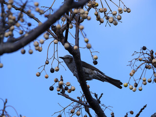 Everyday sights on my walking path, wonderful sights