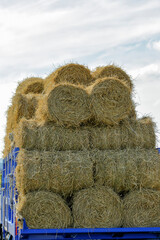 Everyday sights on my walking path, wonderful sights