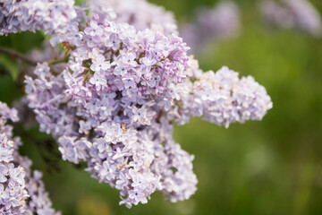 Purple lilac flowers branch on a green background, natural spring background, soft selective focus