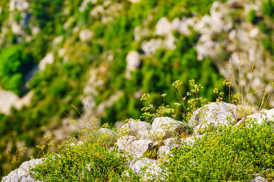 Flowers growing on rock cliff