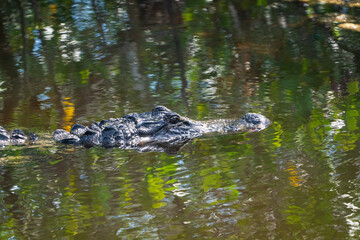 Alligator