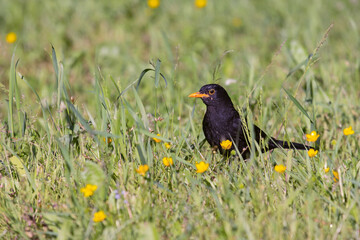 The common blackbird (Turdus merula) is a species of true thrush. It is also called the Eurasian blackbird