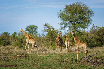 South African giraffe or Cape giraffe (Giraffa camelopardalis giraffa). Mpumalanga. South Africa.