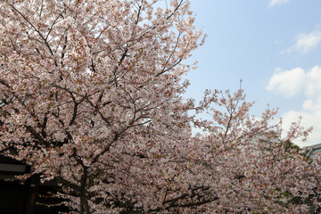 本法寺の境内に咲く桜