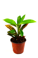 Ornamental plant aglaonema tree in red plastic pot isolated on white background.