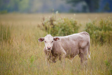 Cattle in pasture grazing grass