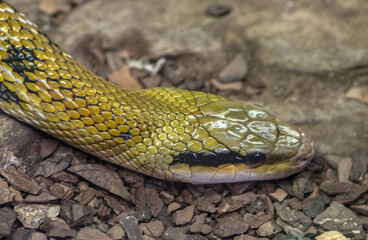 The head of a large boa underwater, against a rocky bottom. Selective focus.