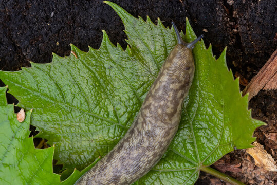 Biggest leopard slug creeps along the green leaf of the plant.