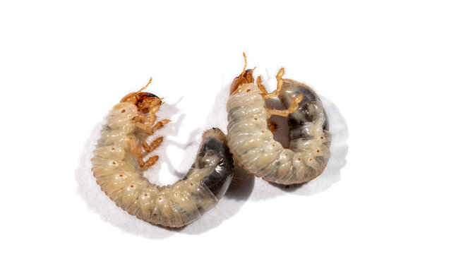 Two white chafer grub isolated on white background. Larva of the May beetle. Agricultural pest.