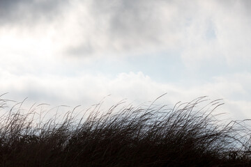 grass and sky
