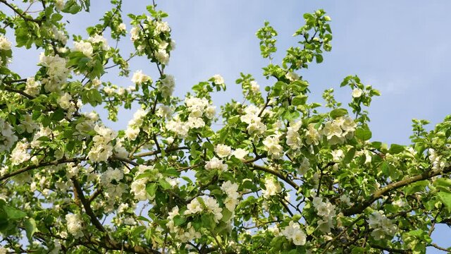 Beautiful springtime 4k video landscape. Sunny branches of spring fruit trees blooming with fresh white young flowers and green leaves isolated on blue sky backdrop with sun shining through twigs