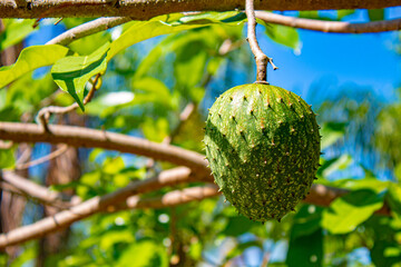 fruta Araticum Amarelo da Montanha ou  Graviola Silvestre