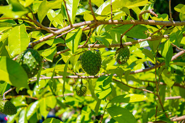fruta Araticum Amarelo da Montanha ou  Graviola Silvestre