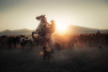 Yılkı horses (wild horses) found in the city of kayseri in Turkey